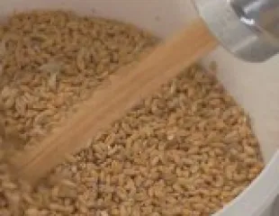 sonda prelevare cereale